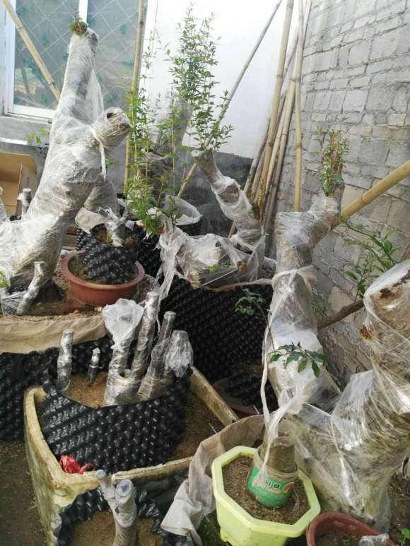 我的50多棵老鸭柿下山桩