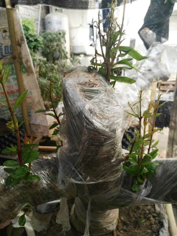 我的50多棵老鸭柿下山桩