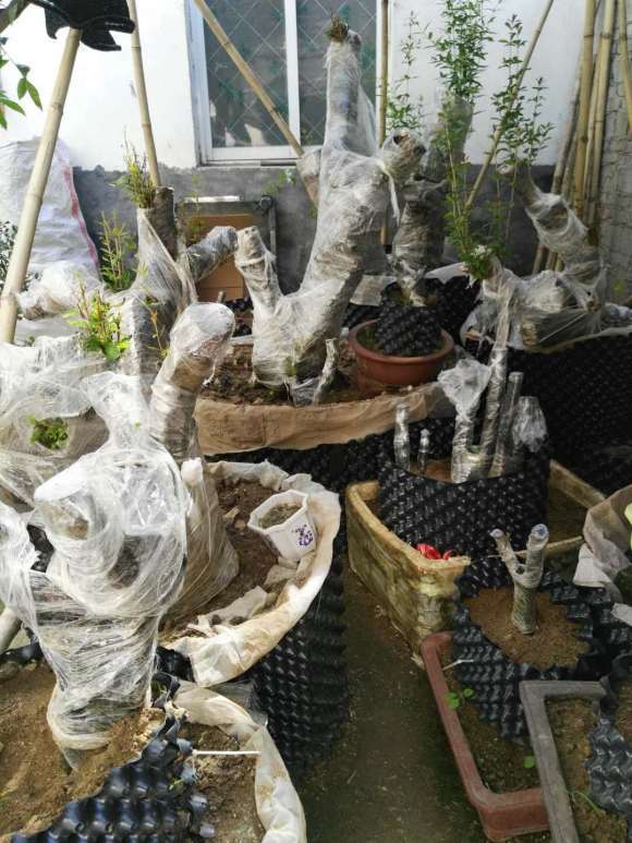 我的50多棵老鸭柿下山桩