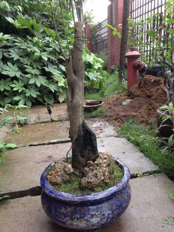 一颗小丛林母老鸦柿下山桩