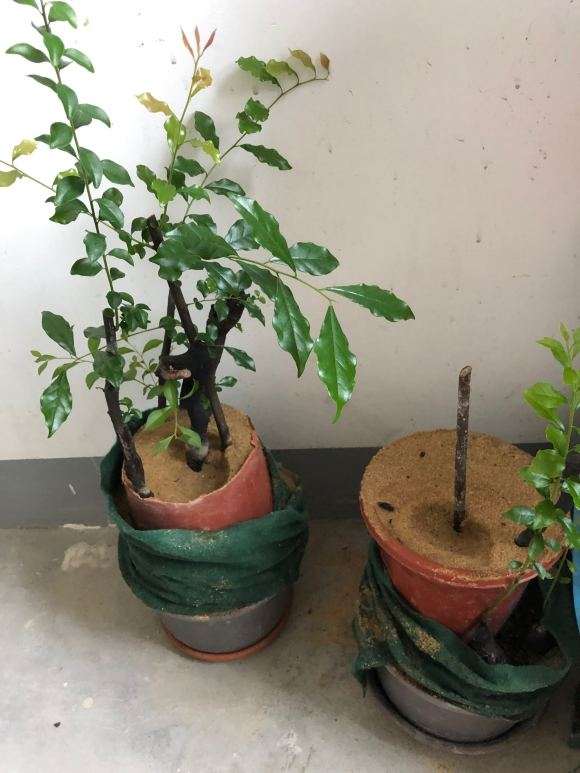 这样的老鸭柿下山桩