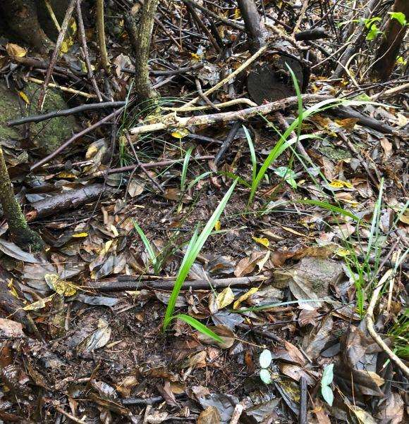 今天上山找老鸭柿下山桩 发现几棵 可以吗