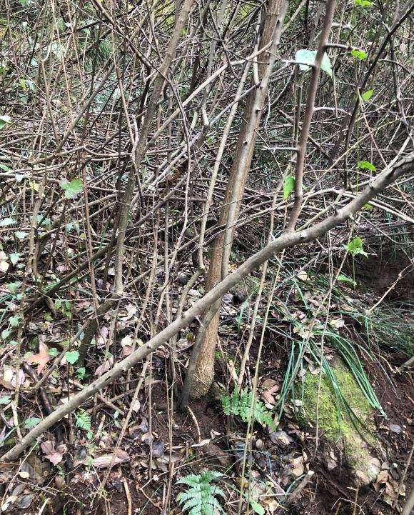 今天上山找老鸭柿下山桩 发现几棵 可以吗