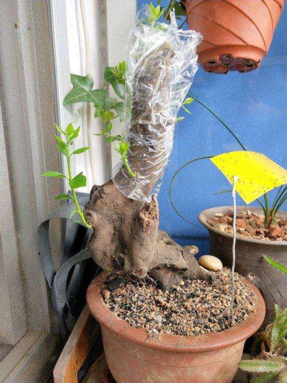 老鸭柿下山桩被偷了 怎么办 心疼啊