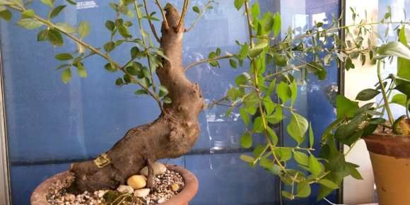 老鸭柿下山桩被偷了 怎么办 心疼啊