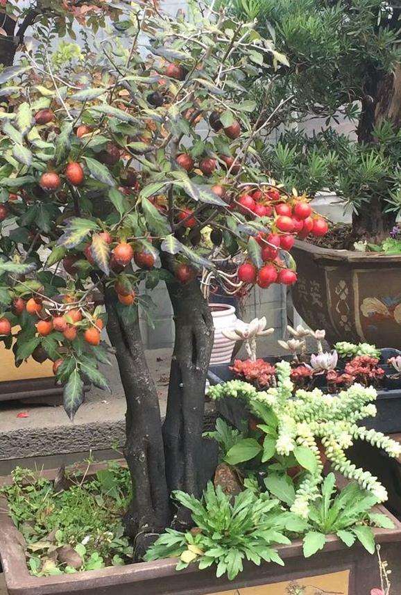 花市 老鸭柿下山桩熟桩 要价500 贵吗