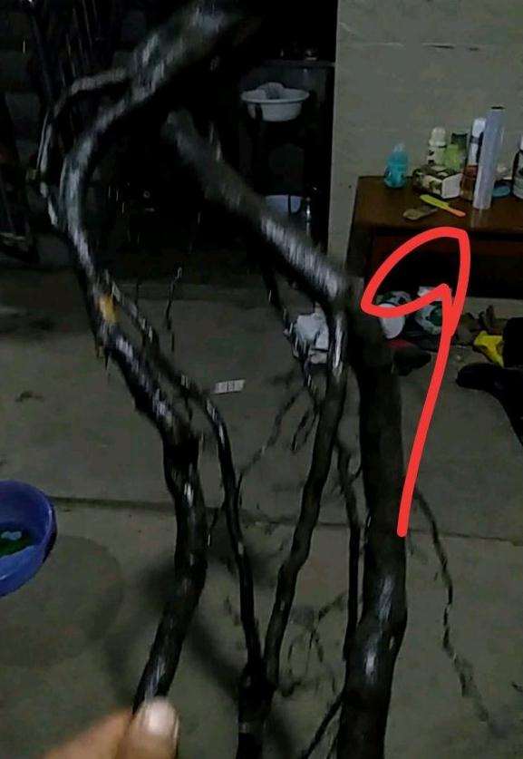 老鸭柿下山桩生桩该怎么套袋栽植