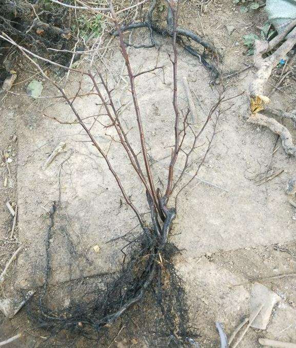 老鸦柿下山桩 忙了两天才栽完 图片