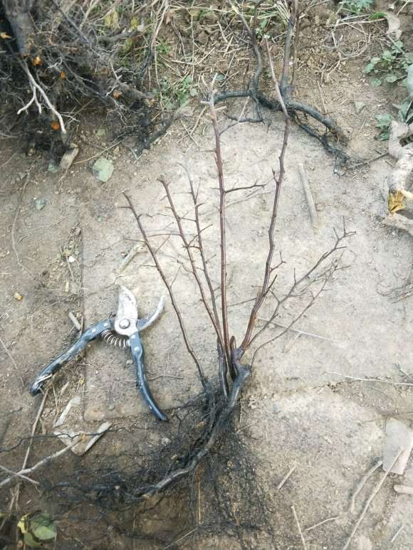 老鸦柿下山桩 忙了两天才栽完 图片