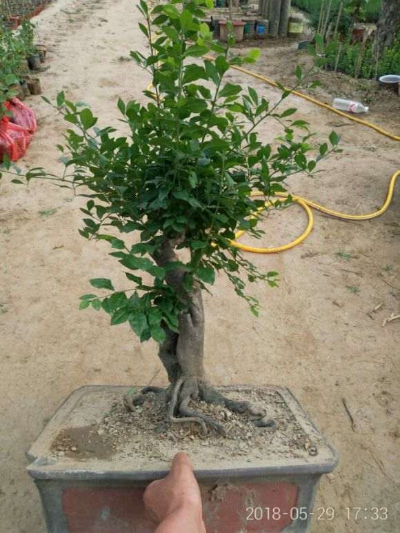 老鸦柿下山桩 已经修剪了年了 可以吗