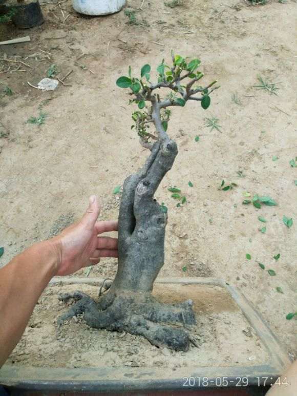 老鸦柿下山桩 已经修剪了年了 怎么样