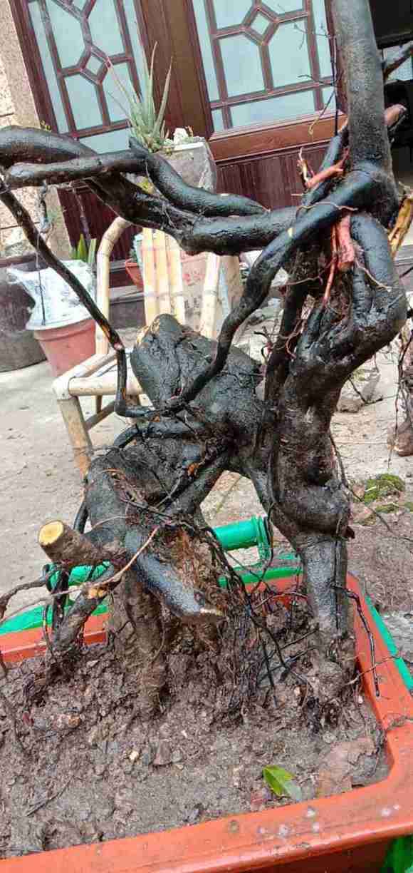 老鸦柿下山桩怎么区分公母的方法