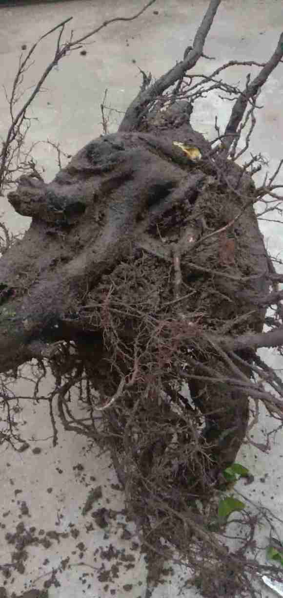 老鸦柿下山桩怎么区分公母的方法