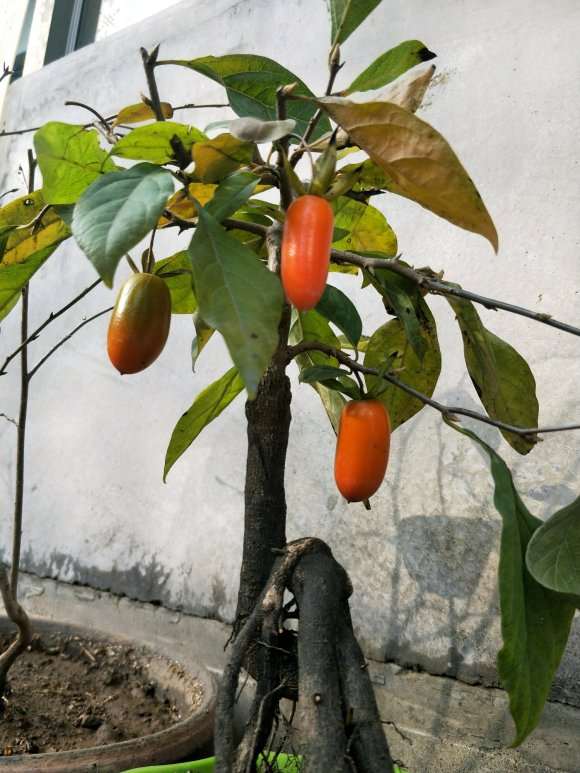 入坑第一颗老鸦柿下山桩