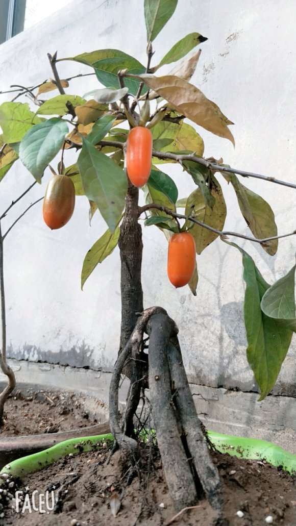 中国哪些地方有老鸦柿下山桩