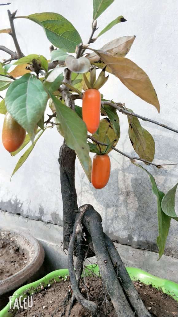 中国哪些地方有老鸦柿下山桩