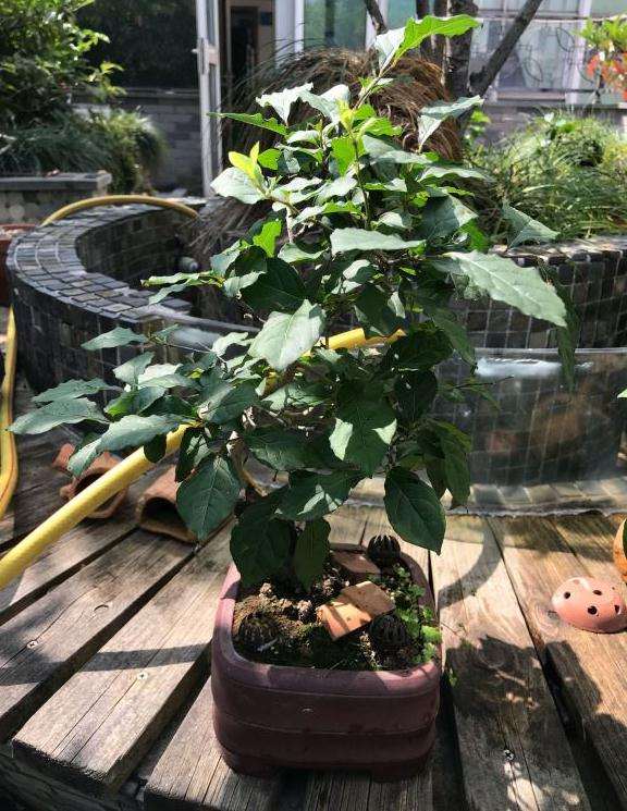 我的老鸦柿下山桩为啥不开花结果