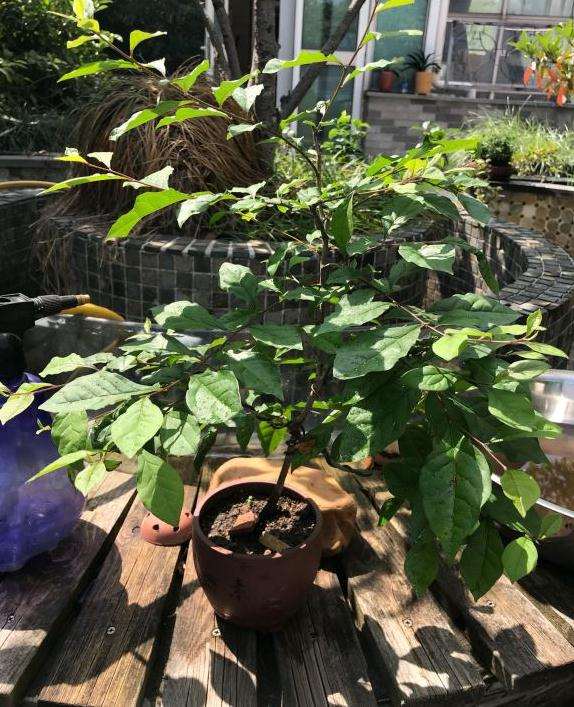 论老鸦柿下山桩怎么施肥的方法