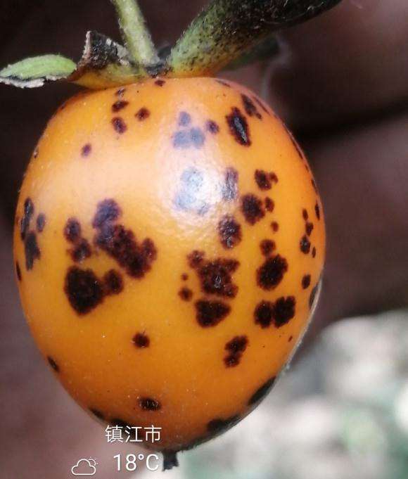 关于老鸦柿下山桩果麻点的原因