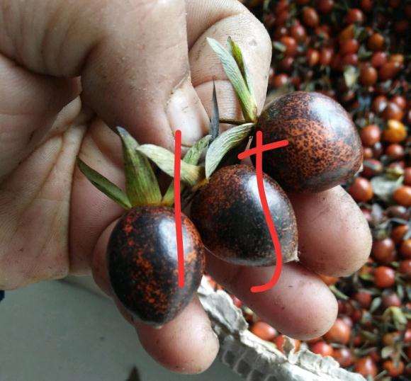 关于老鸦柿下山桩果麻点的原因