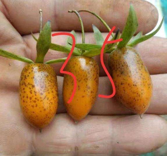 关于老鸦柿下山桩果麻点的原因