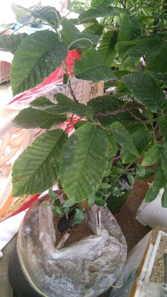 广州老鸦柿下山桩能不能开花结果