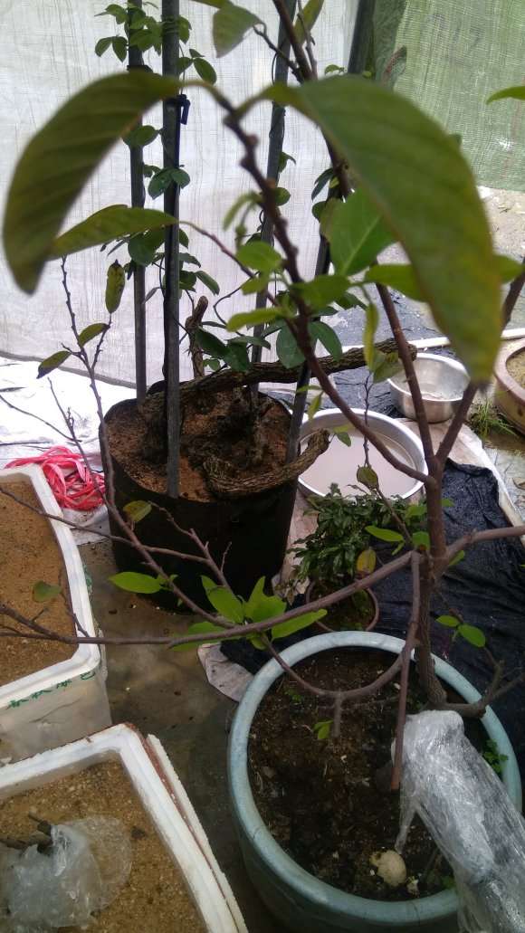 广州老鸦柿下山桩能不能开花结果