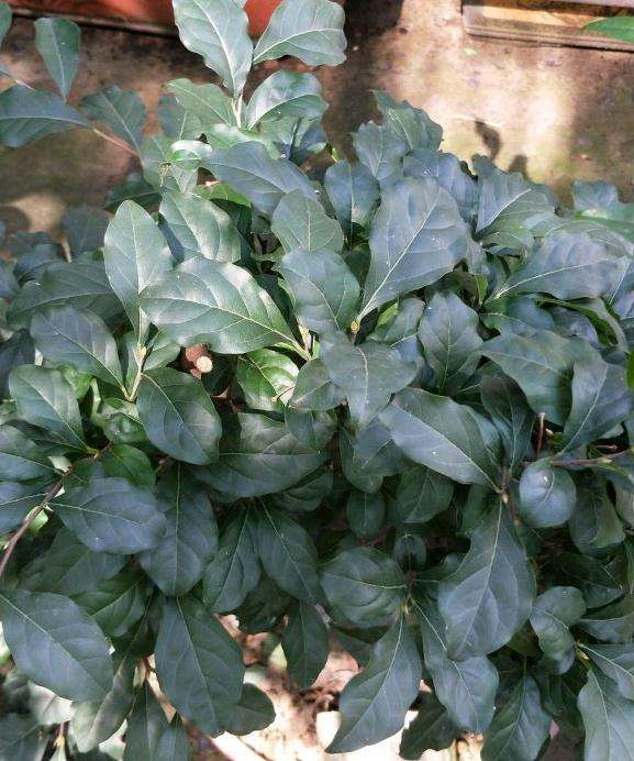 老鸦柿下山桩籽播苗几年能开花结果