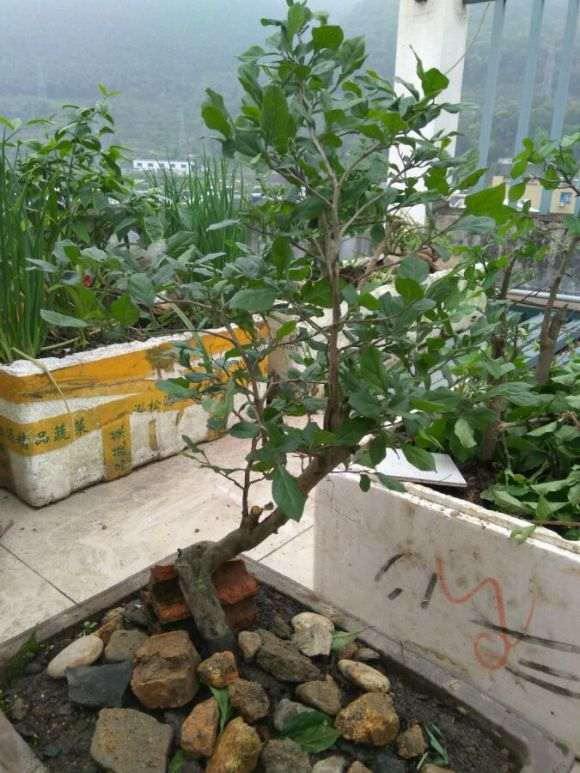 浙江哪里有老鸦柿下山桩