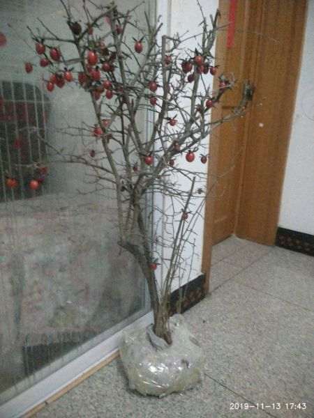 新买的老鸦柿下山桩怎么造型