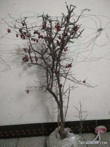 新买的老鸦柿下山桩怎么造型