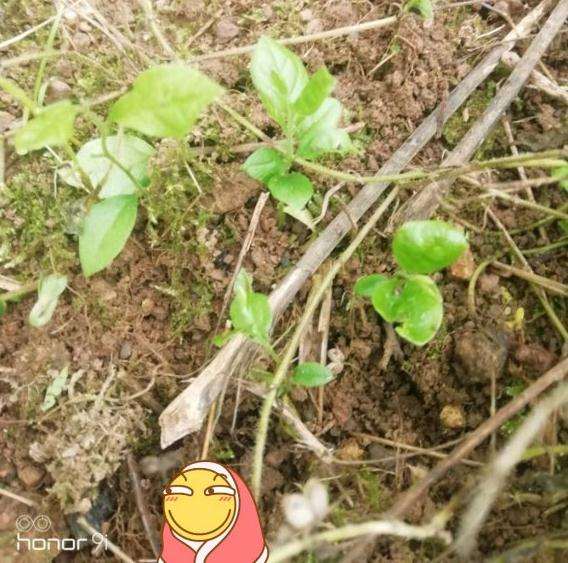 老鸦柿下山桩发芽到挂果得几年