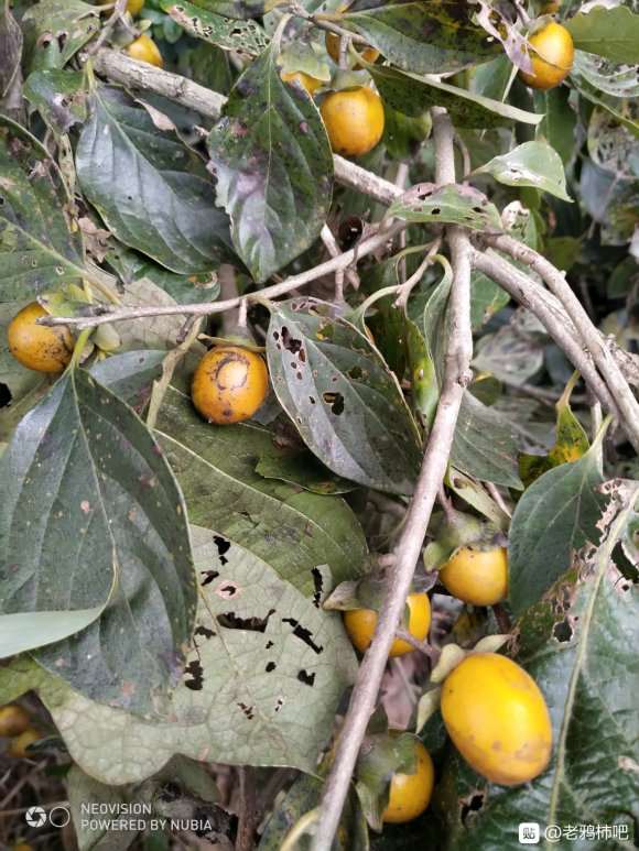 老鸦柿下山桩还会发芽吗