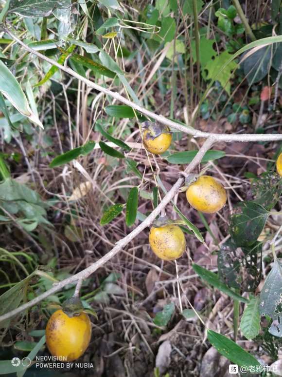 老鸦柿下山桩还会发芽吗