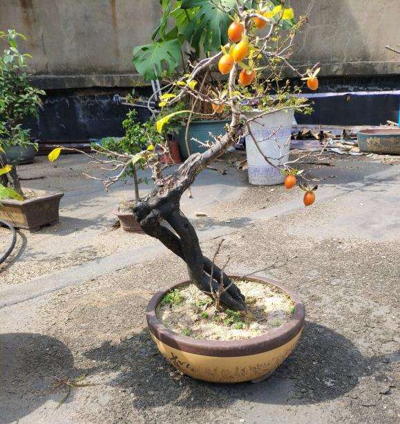 原生老鸦柿下山桩挂果一颗 图片