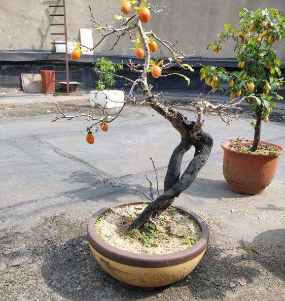 原生老鸦柿下山桩挂果一颗 图片