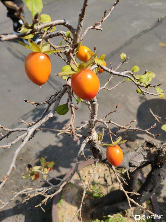 原生老鸦柿下山桩挂果一颗 图片