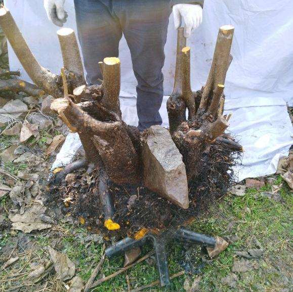 这是老鸦柿下山桩 还是野柿子 图片