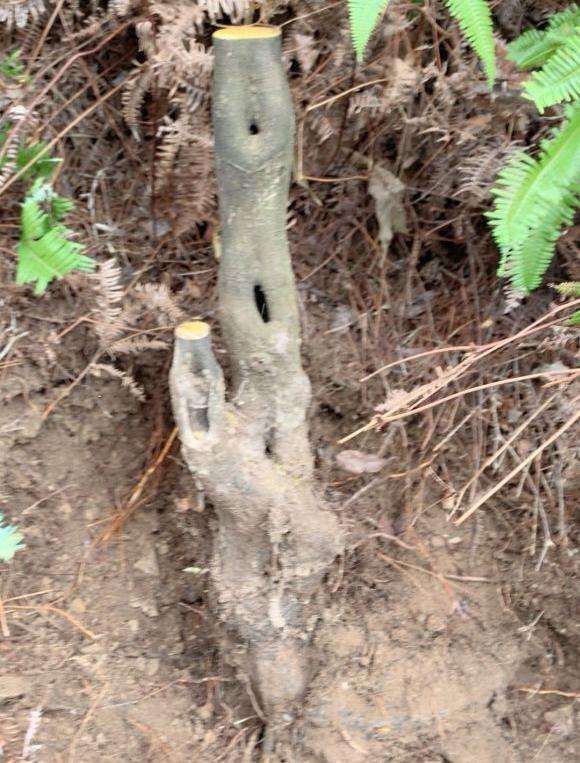 这是老鸦柿下山桩 还是野柿子 图片