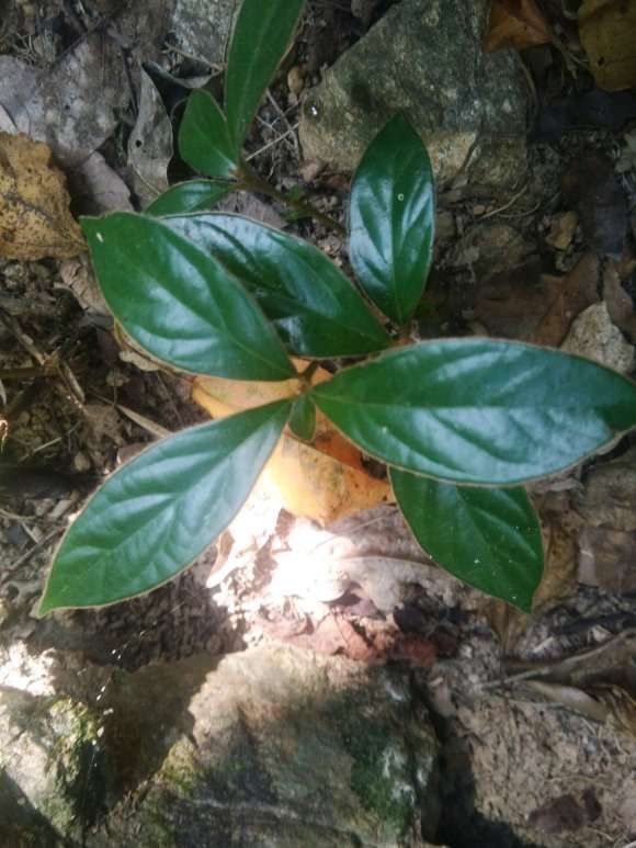 老鸦柿下山桩果熟了