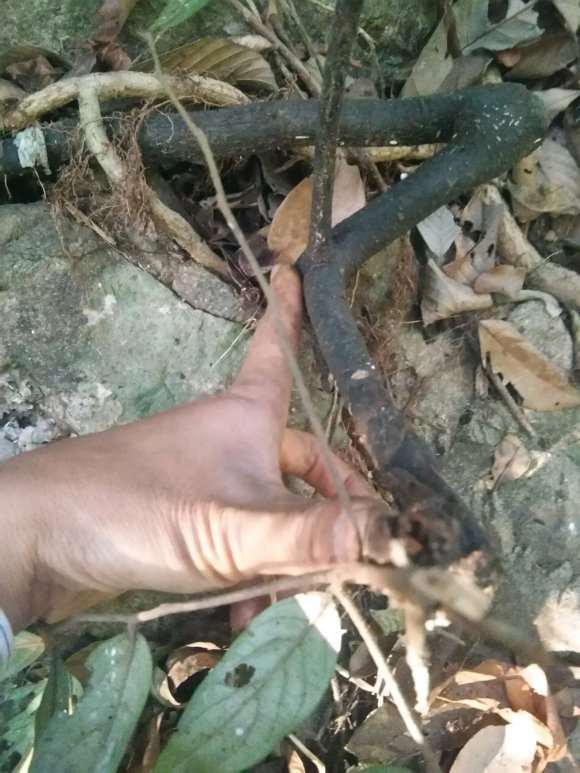 老鸦柿下山桩果熟了