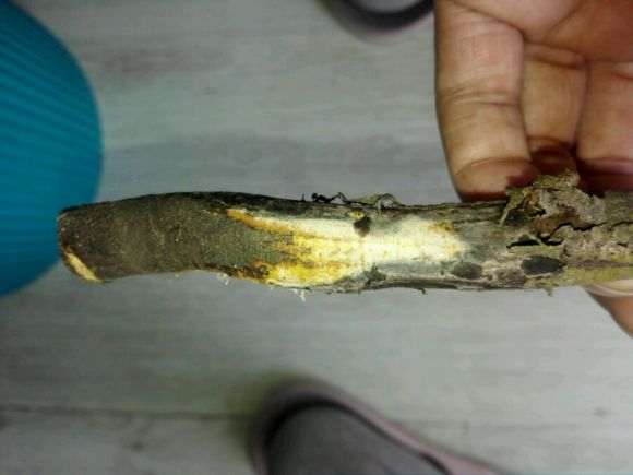 老鸦柿下山桩回芽缩枝后怎么处理