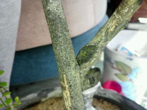 老鸦柿下山桩回芽缩枝后怎么处理