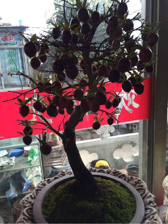 老鸦柿下山桩挂果 但一浇水全部落掉