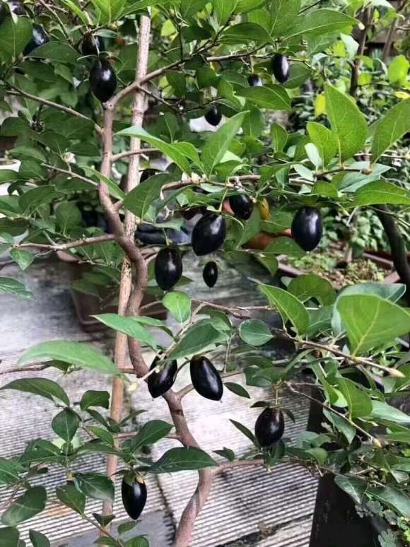 浙江哪个地方能挖到老鸦柿下山桩