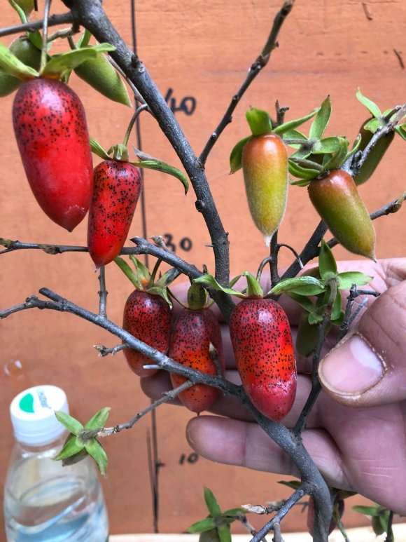 浙江哪个地方能挖到老鸦柿下山桩