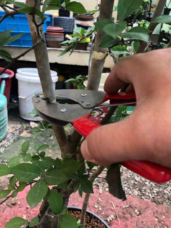 老鸦柿下山桩怎么高压的方法