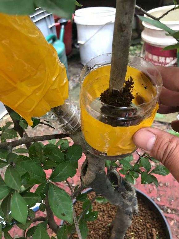 老鸦柿下山桩怎么高压的方法