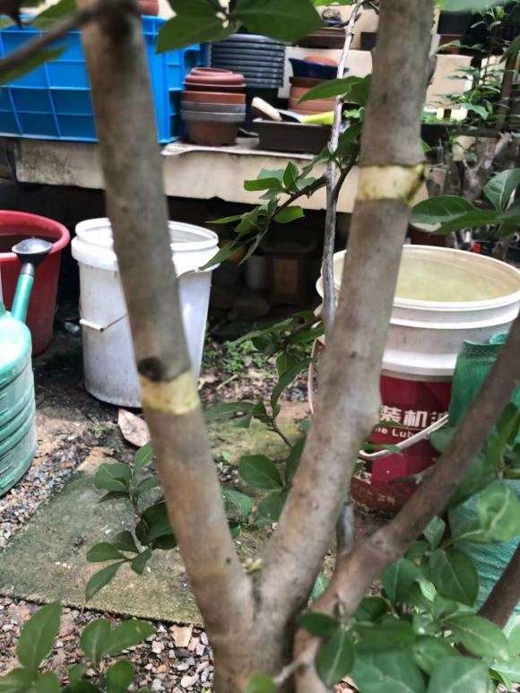 老鸦柿下山桩怎么高压的方法