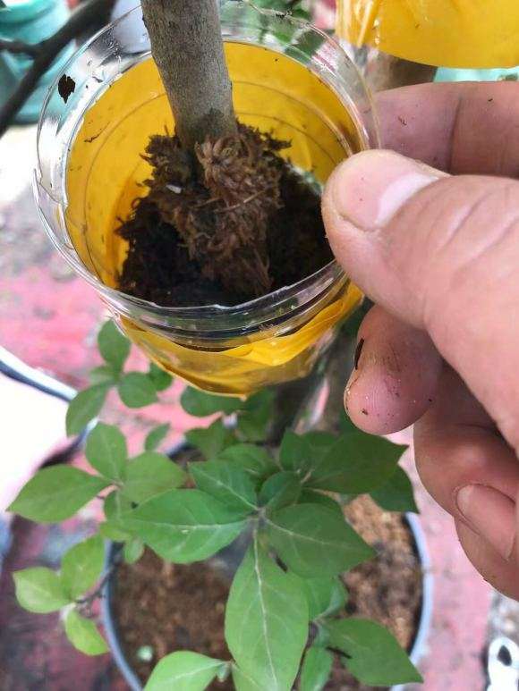 老鸦柿下山桩怎么高压的方法